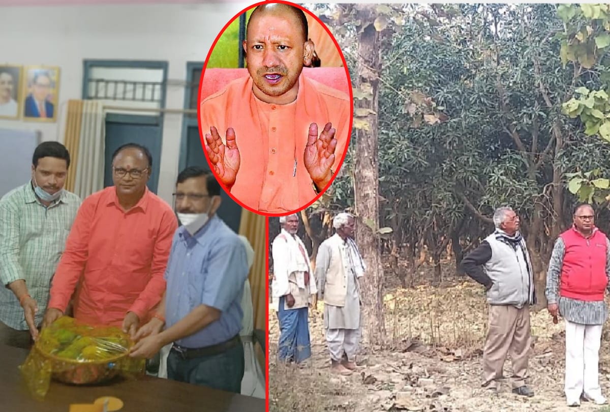 Mango orchard became source of income from hobby of akhand pratap singh in Sant kabir nagar