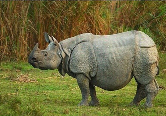 Preparation to make VTR suitable for rhinos