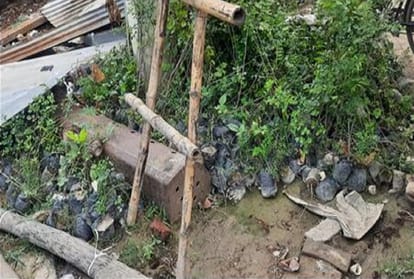 thousands of plants lost their lives kept in grow bag in chandauli In name of plantation