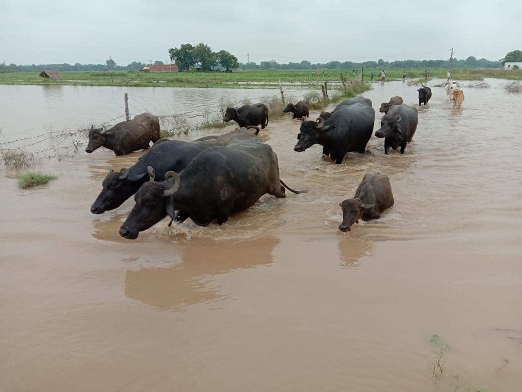 250 rupees per cattle rent