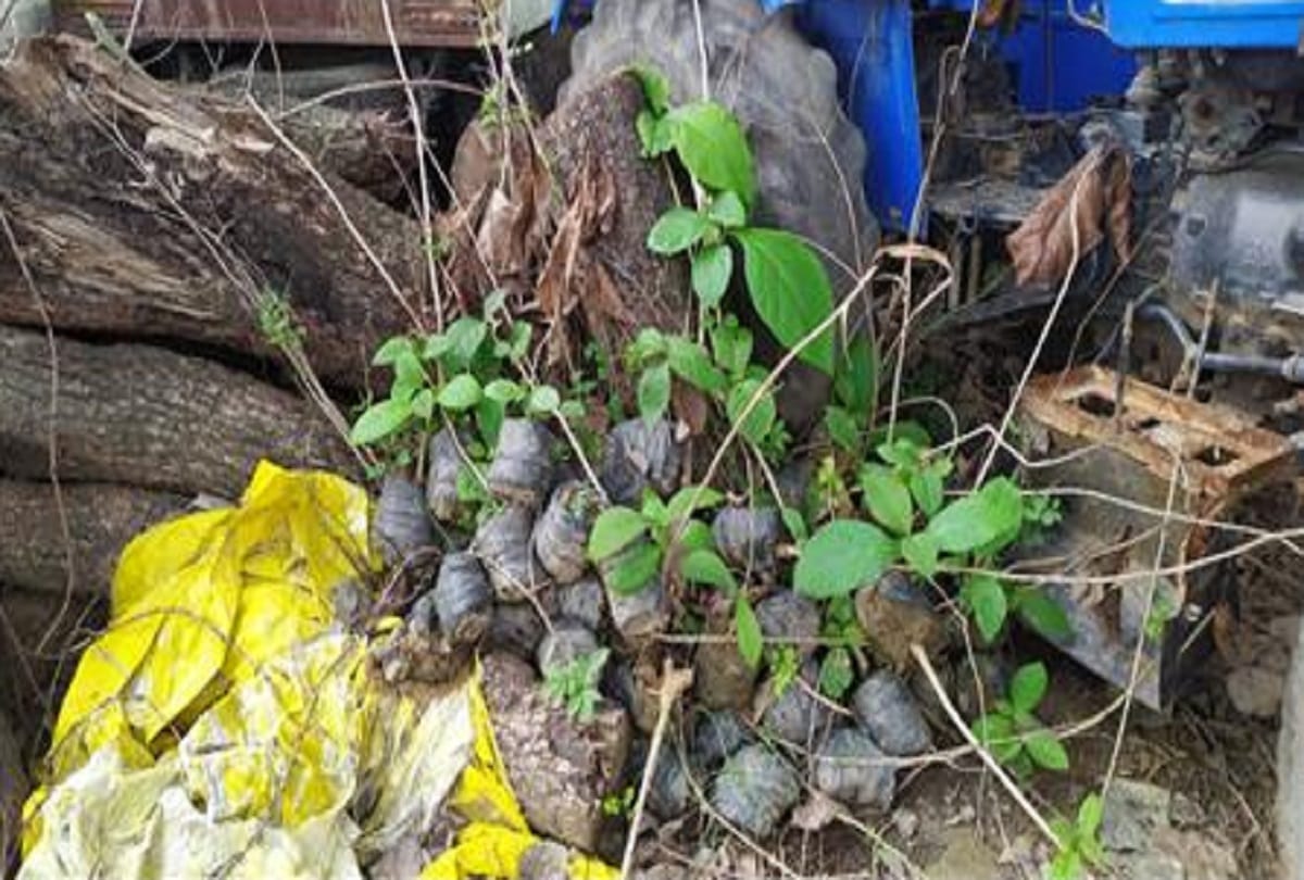 thousands of plants lost their lives kept in grow bag in chandauli In name of plantation