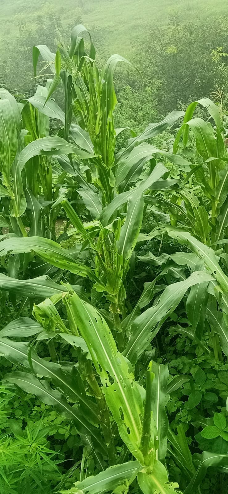 hari sundi attack on corn crops