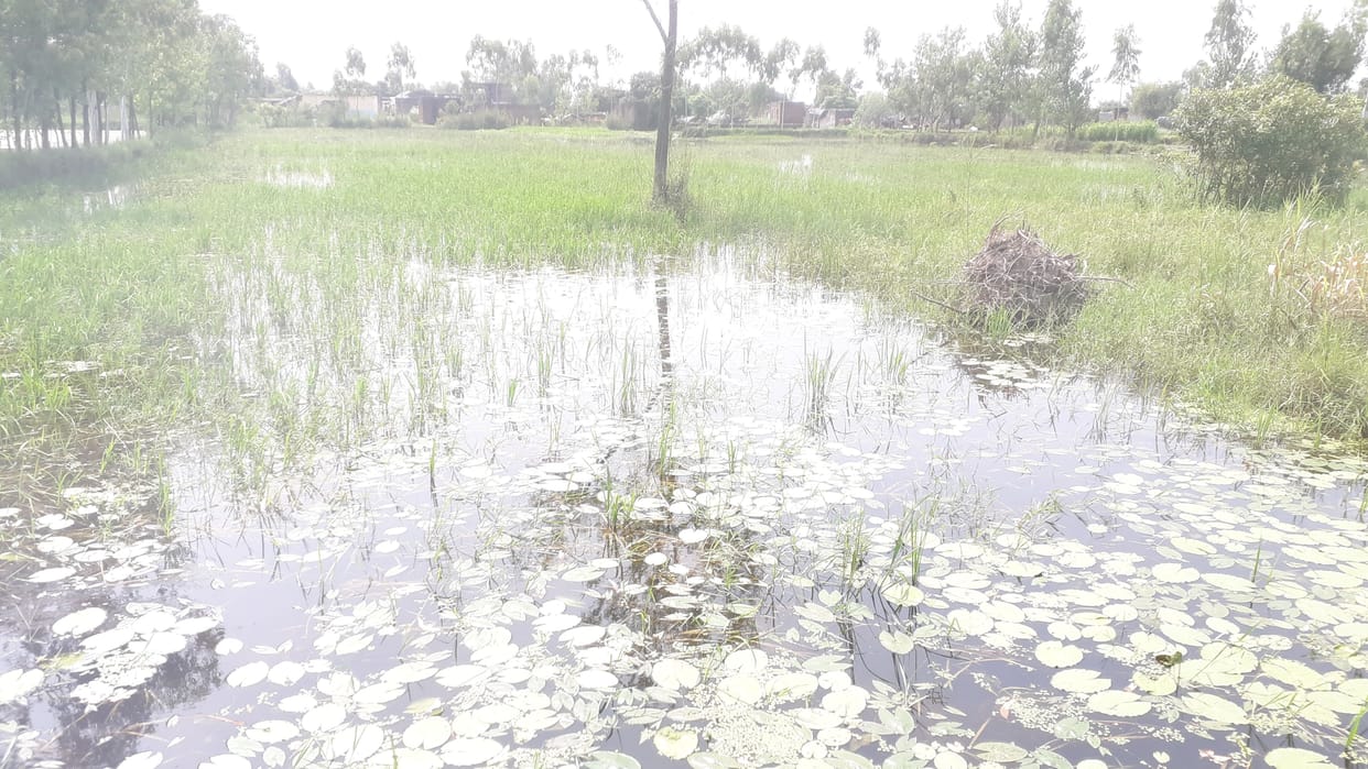 Wounds given to river crops, need treatment from administration