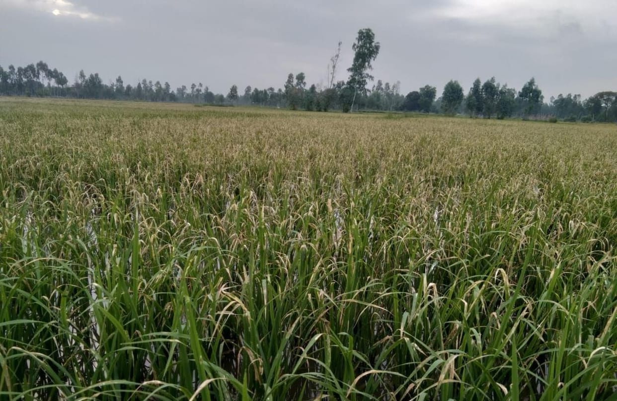 Due to lack of seed management, the outbreak of scorching increased in paddy