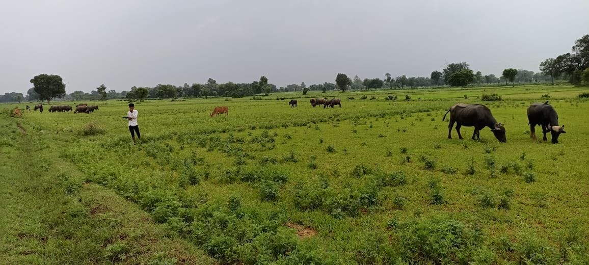 crop eating the street cows