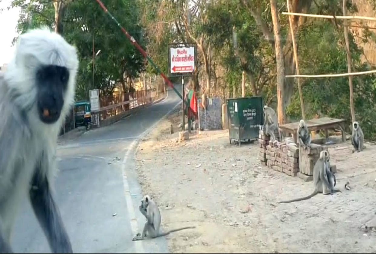 uttarakhand news: here Baboon protect devotees from monkeys, watch photos