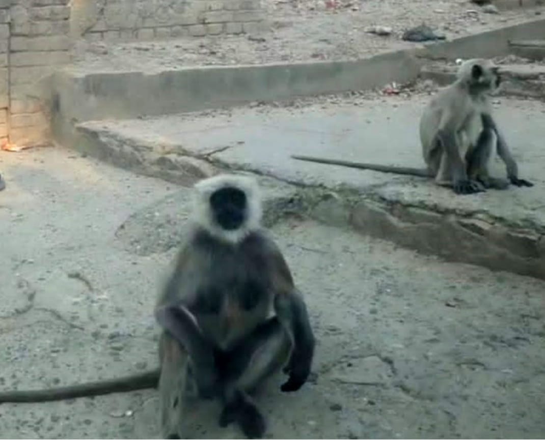 uttarakhand news: here Baboon protect devotees from monkeys, watch photos