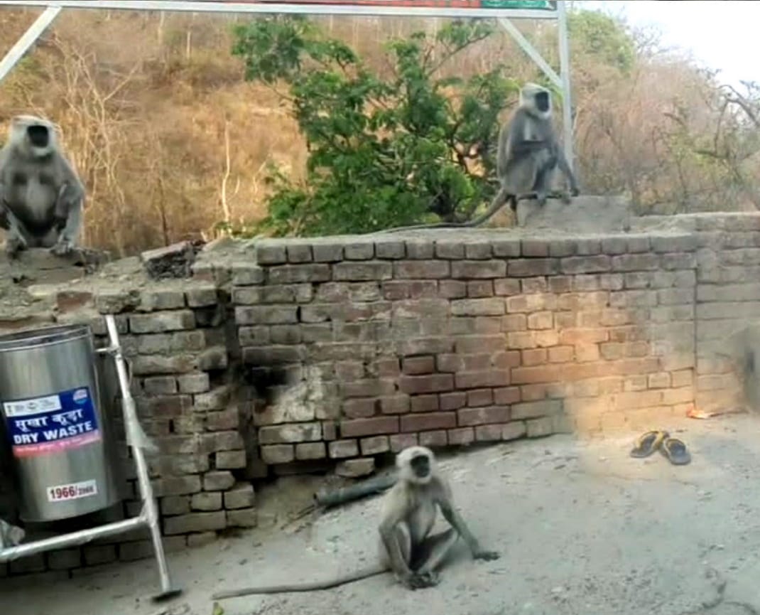 uttarakhand news: here Baboon protect devotees from monkeys, watch photos