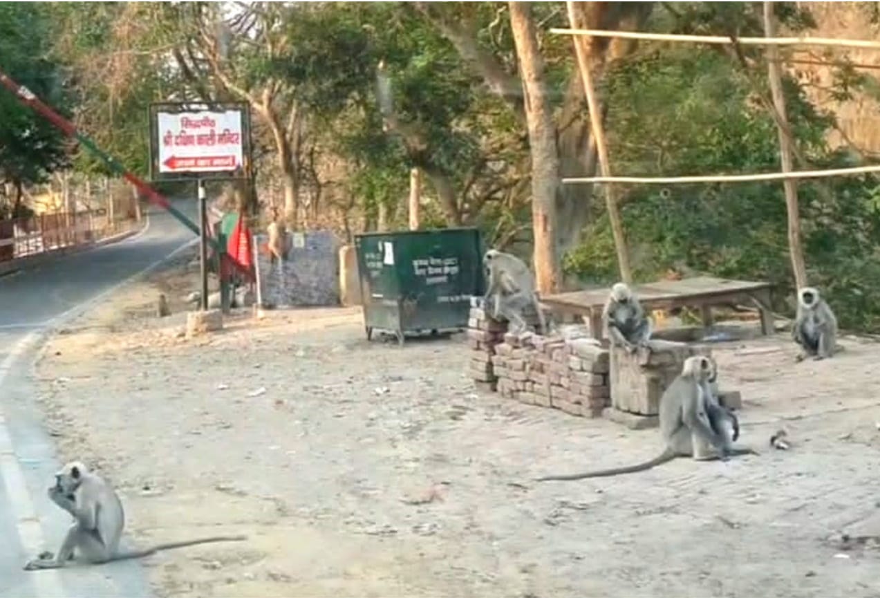 uttarakhand news: here Baboon protect devotees from monkeys, watch photos