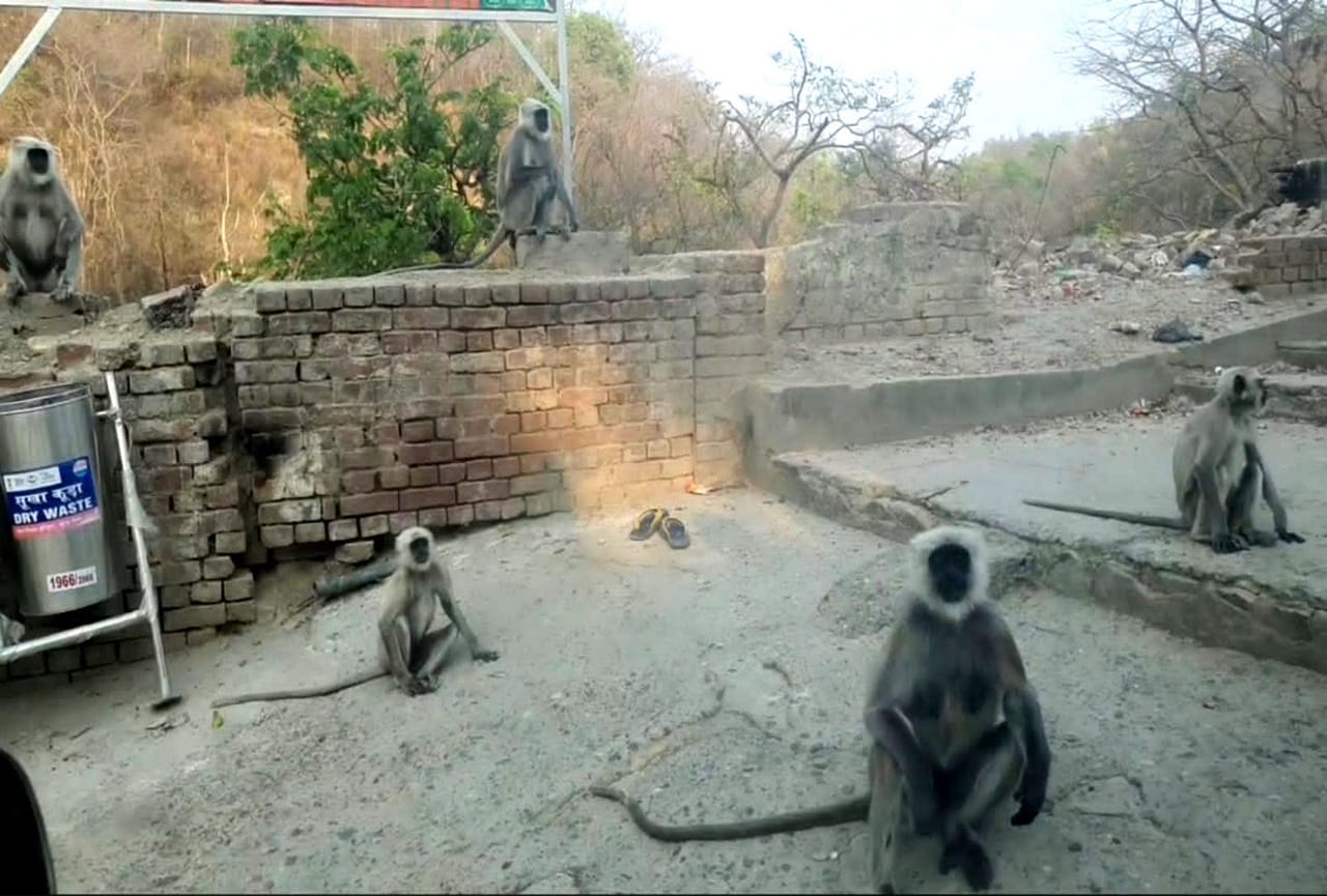 uttarakhand news: here Baboon protect devotees from monkeys, watch photos
