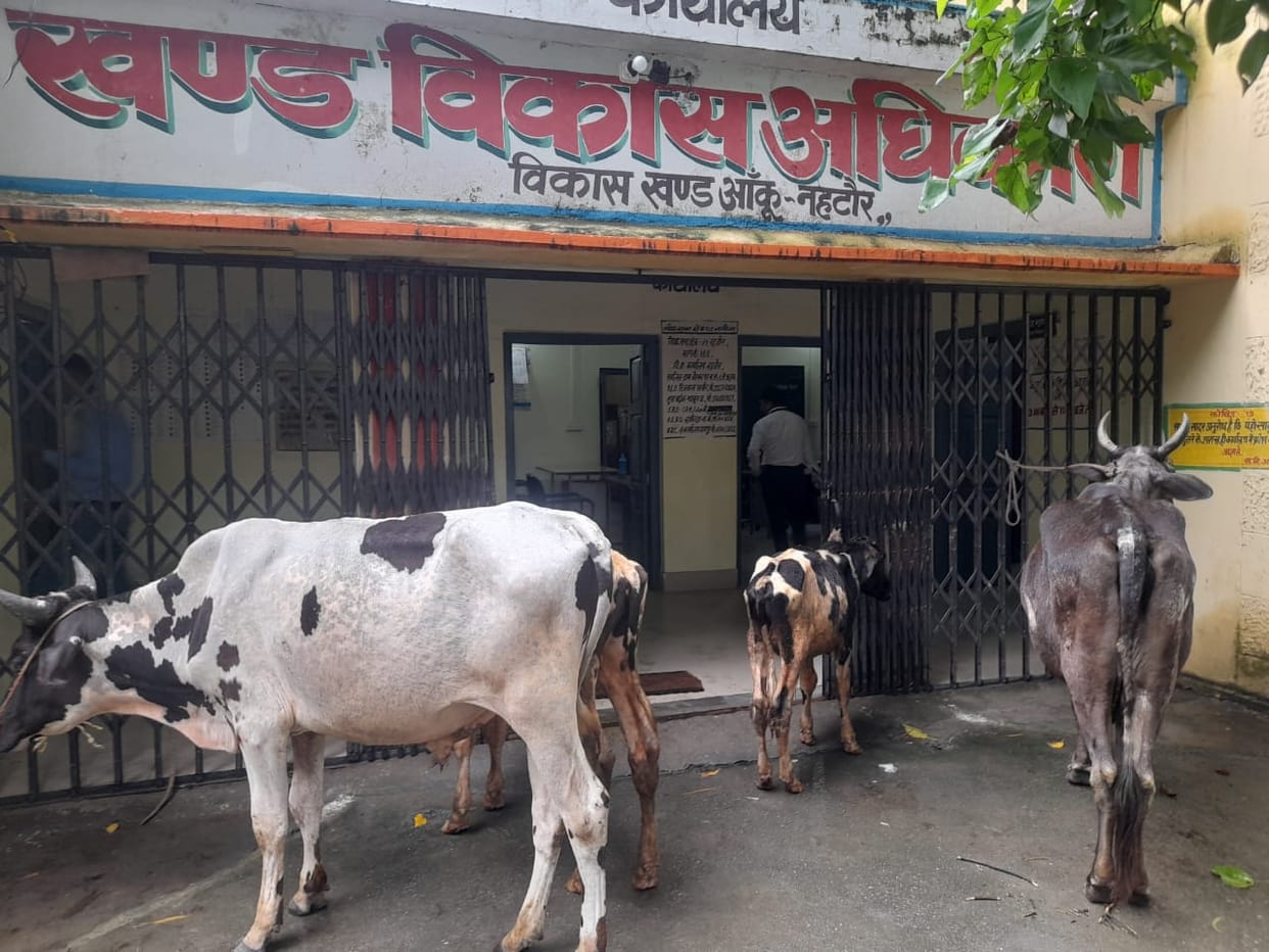 Stray animals tied at the block office