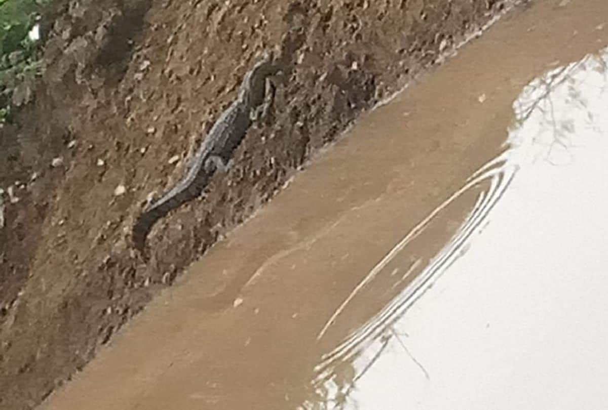 chambal river flood updates: crocodiles reached in ponds near villages in agra