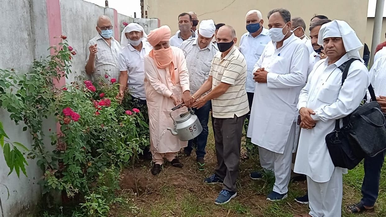 tree plantation