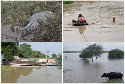 chambal river flood updates: crocodiles reached in ponds near villages in agra