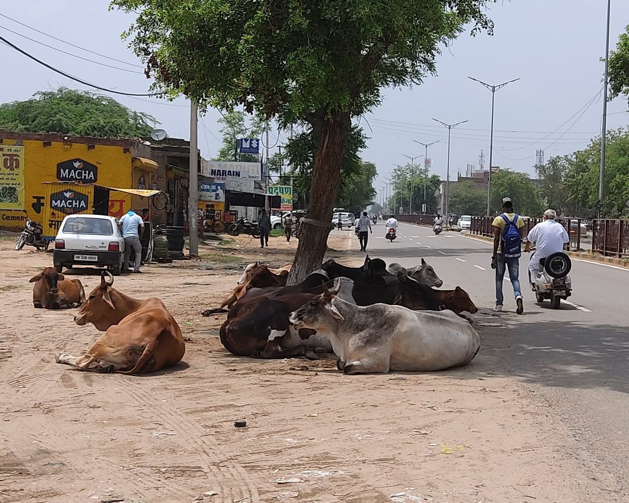 Government help is not available, 1500 animals face starvation crisis