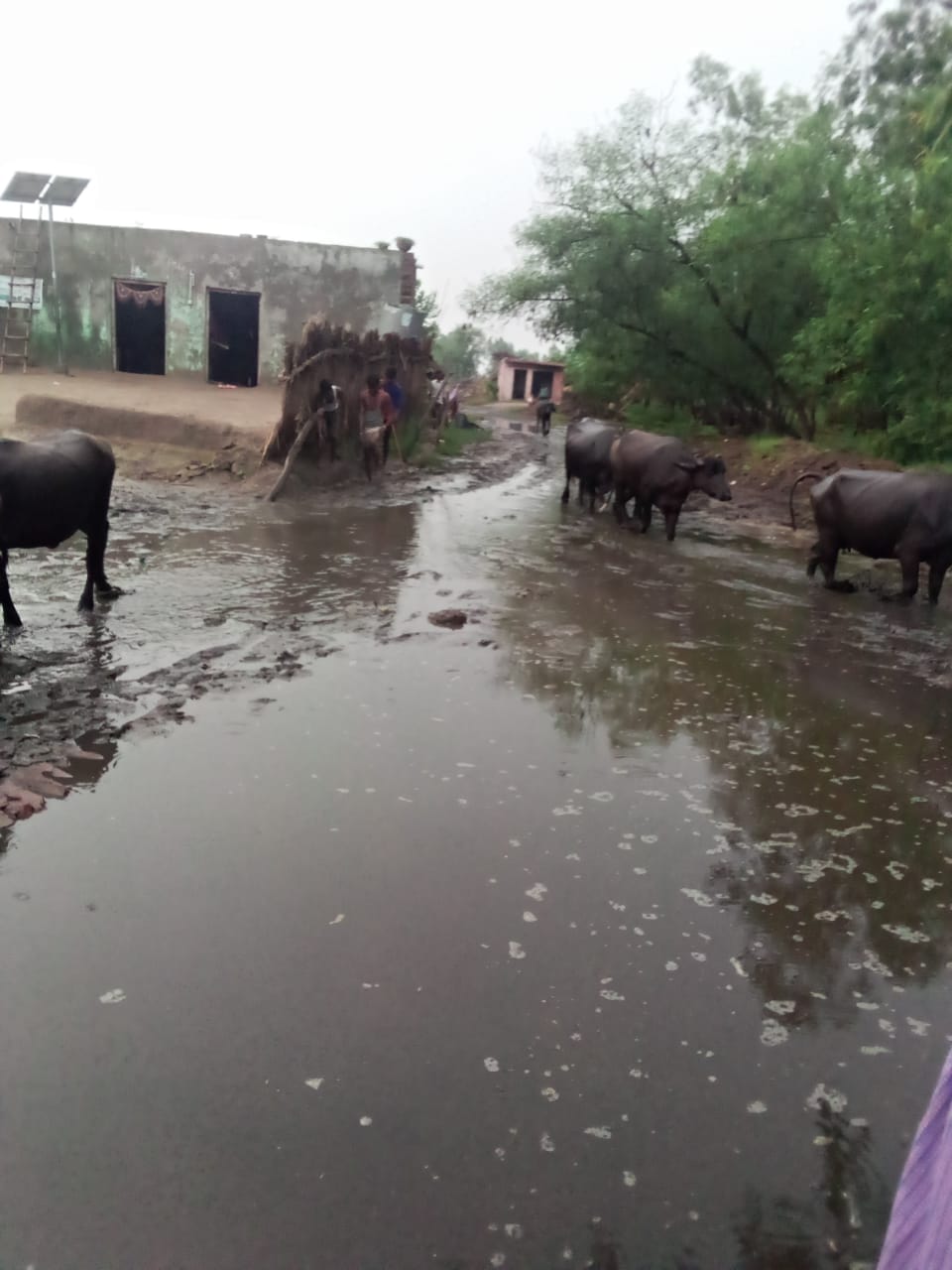 Water level of Ganga increased due to release of water from Haridwar