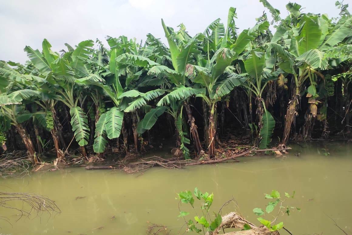 Water entered banana fields, fear of damage