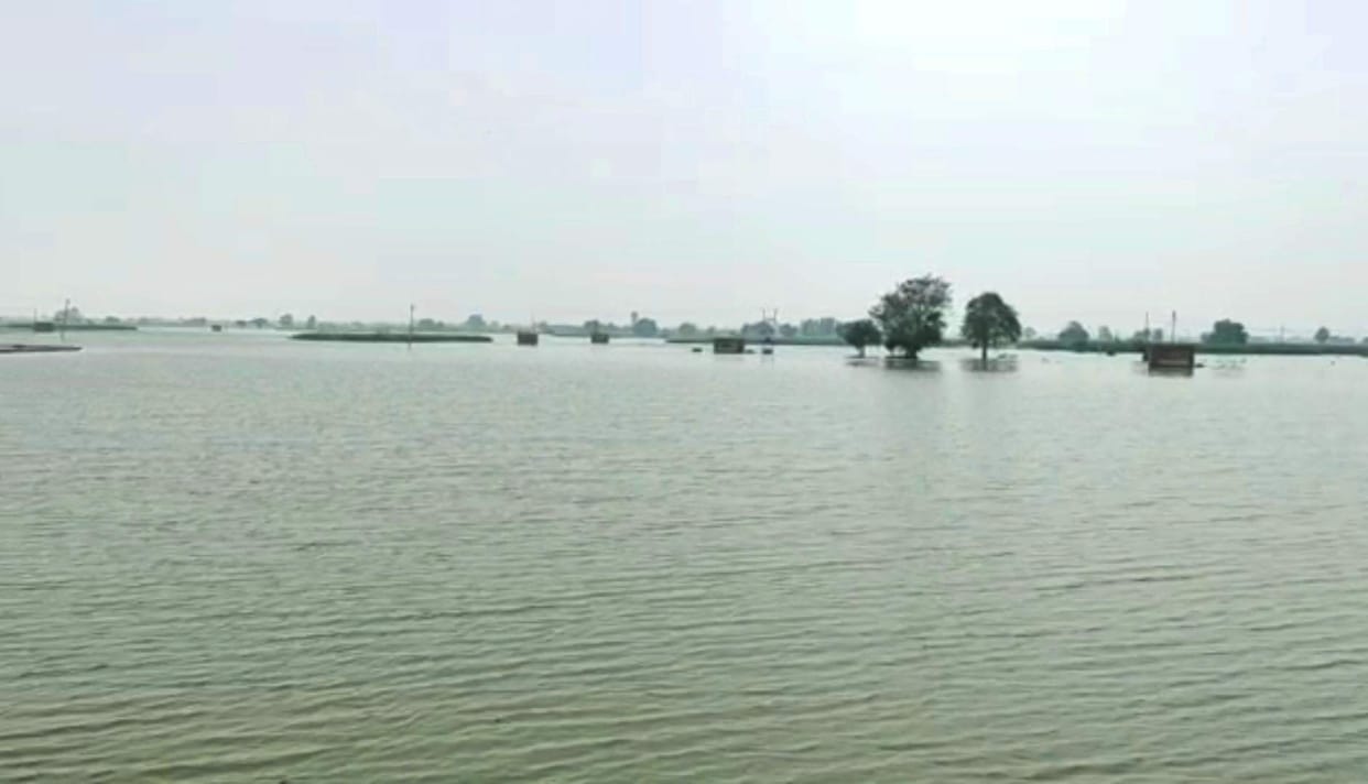 jhajjar bahadurgarh news,After the Dahri area in Chhudani, hundreds of acres of crop of Thali area submerged