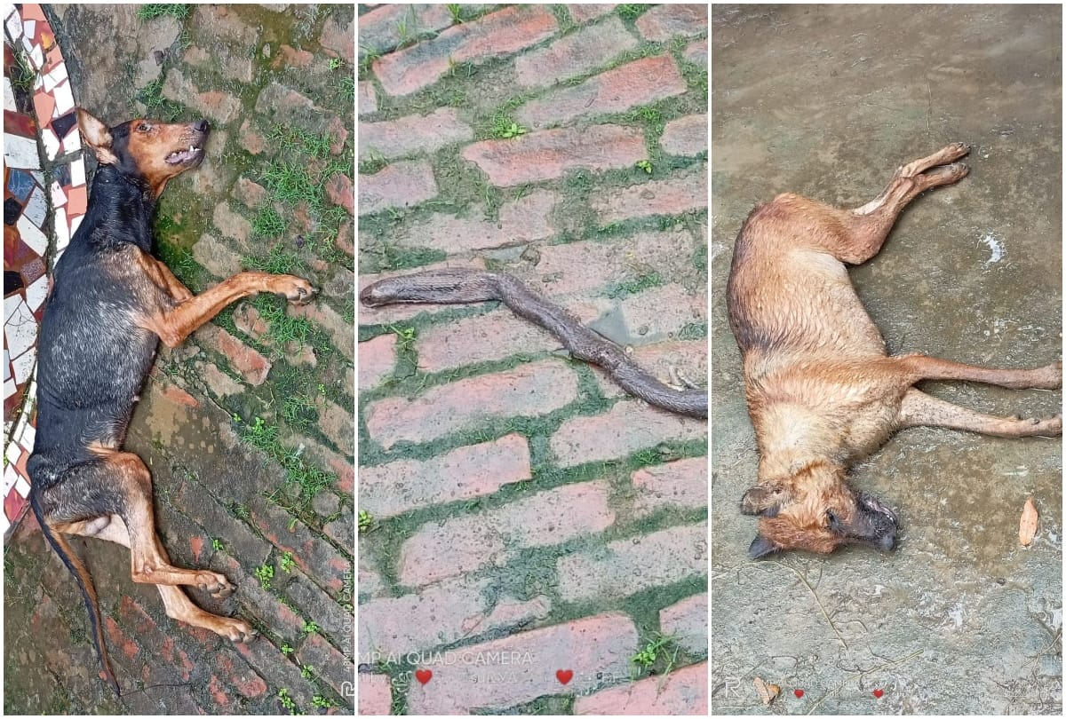 pet dogS COCO and sheru saved owners life from venomous snake in bhadohi both died due to snakebite