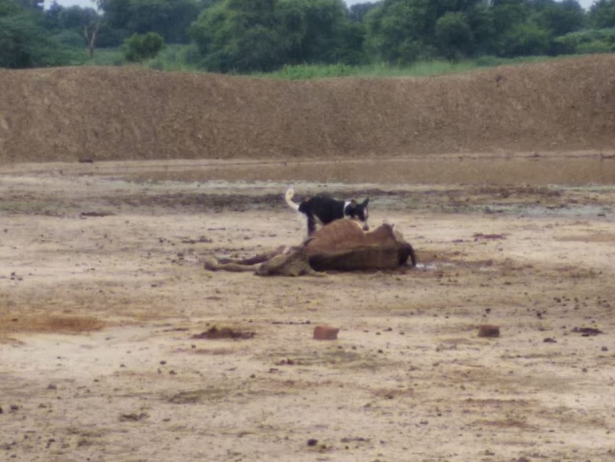 2 cows died in pauthi shelter home