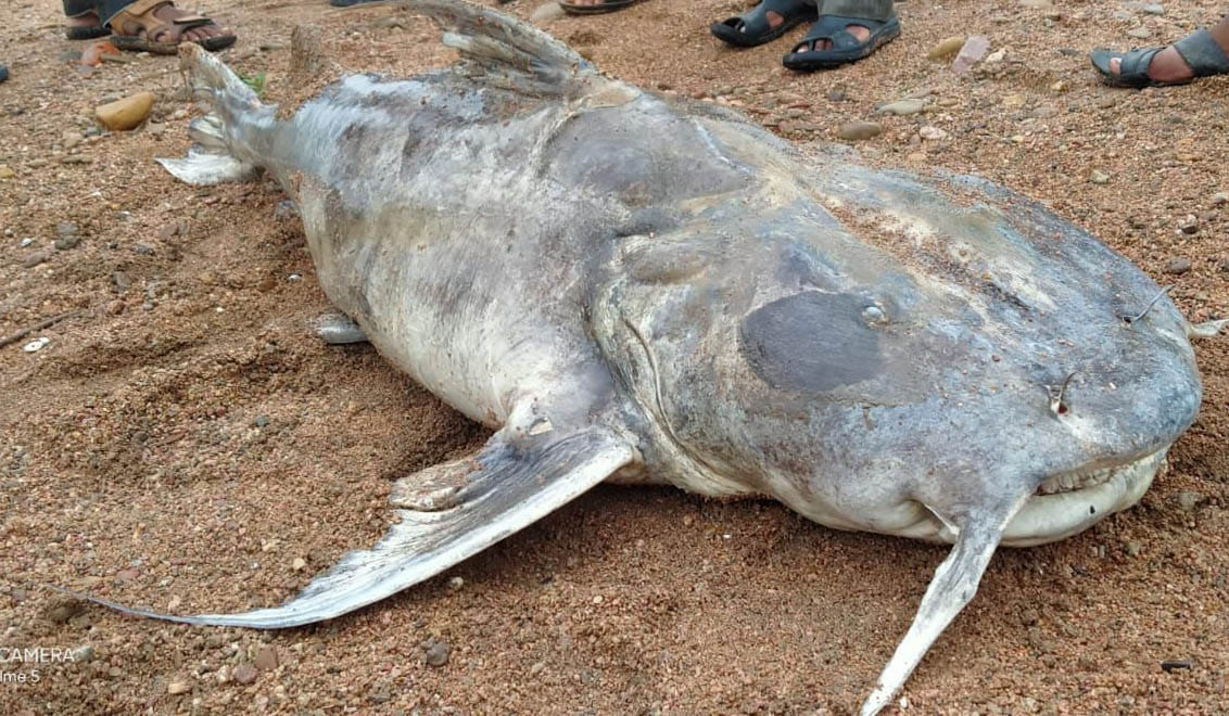 One and a half quintal fish found in Ken river