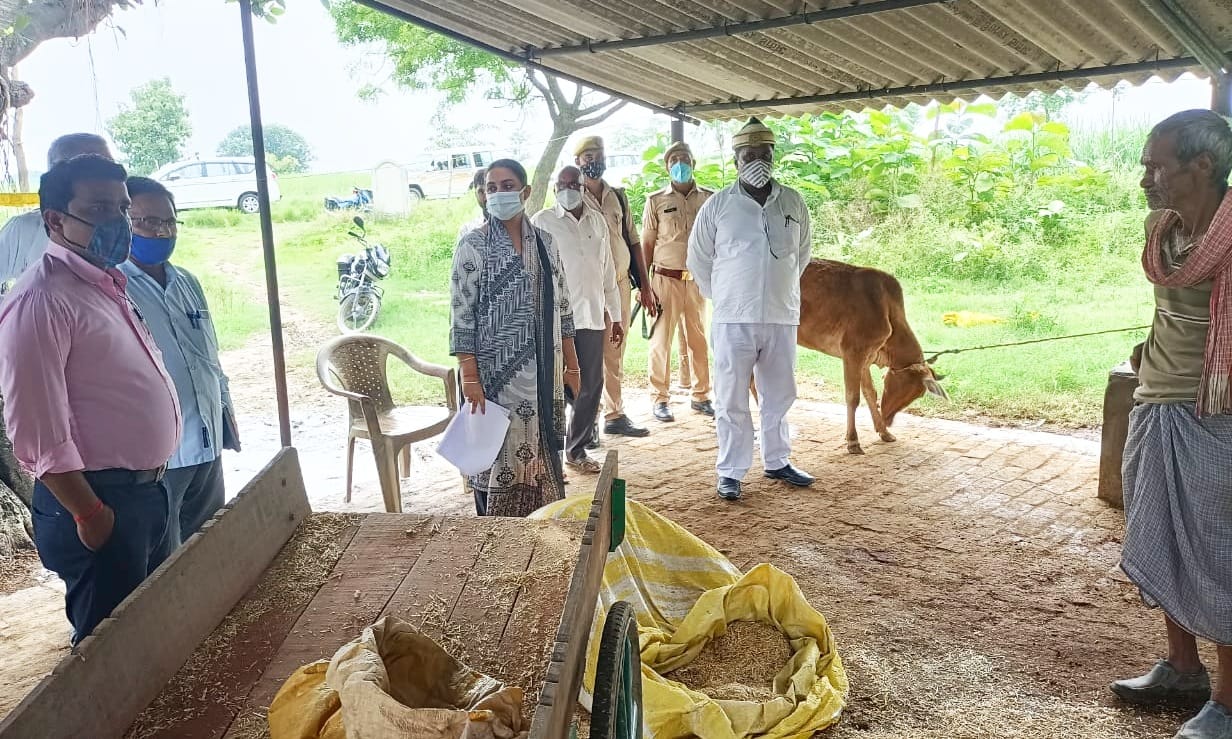 Cow