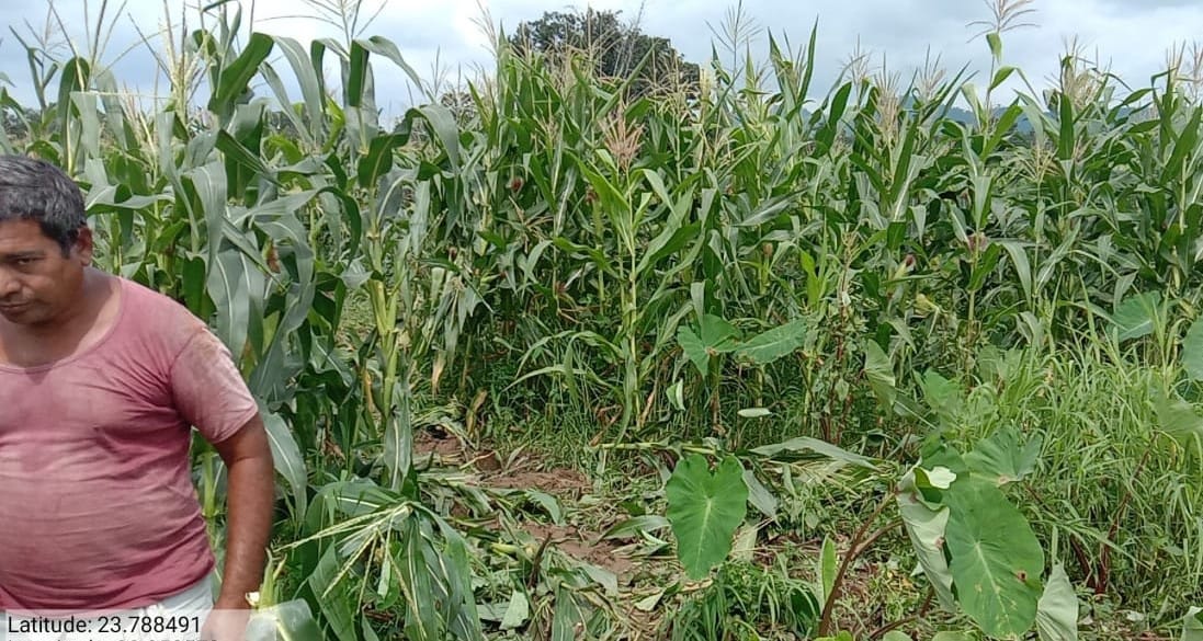 Elephants ruined 15 acres of crop