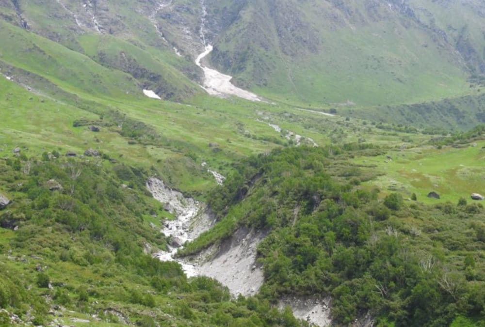 Uttarakhand News: Golden Fern tree Numbers Increasing in Valley Of Flowers