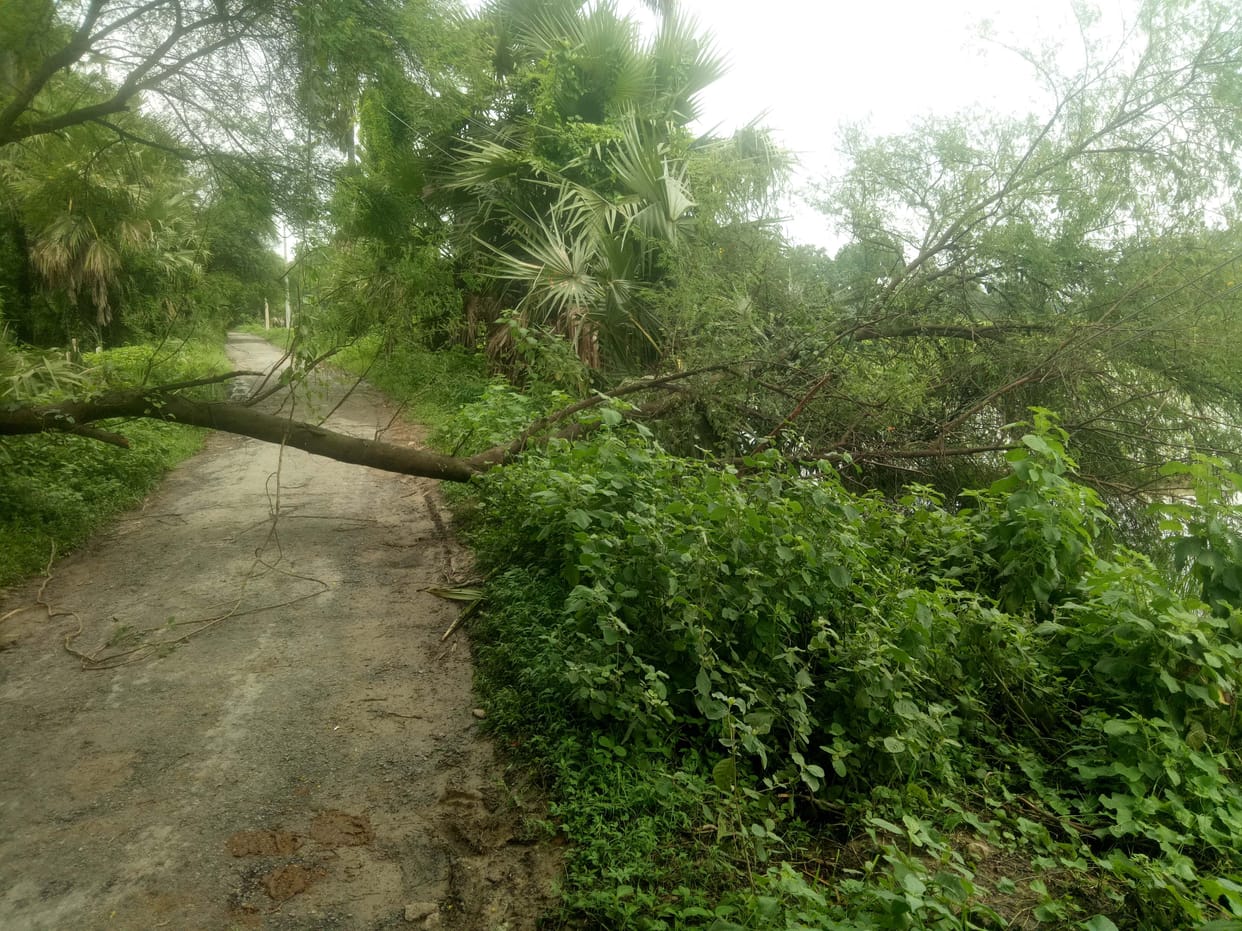Traffic disrupted due to falling trees on the approach road
