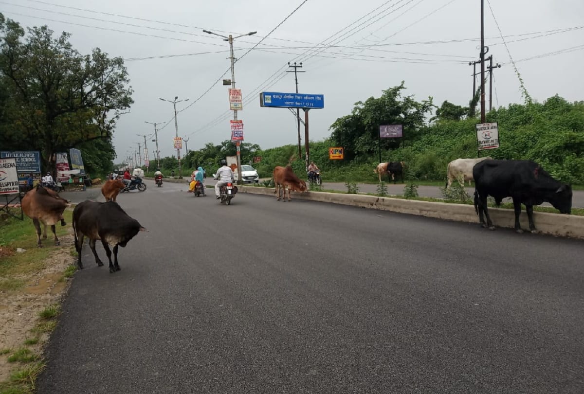 Animals can become cause of accident in gorakhpur to Lucknow highway