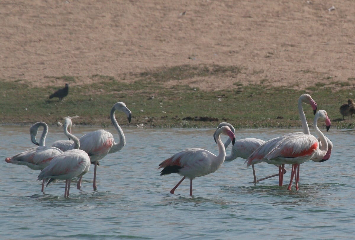 know about greater flamingo bird interesting facts