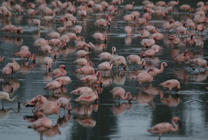 know about greater flamingo bird interesting facts