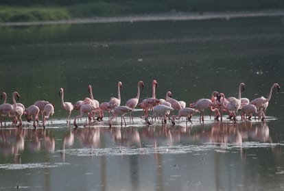 know about greater flamingo bird interesting facts