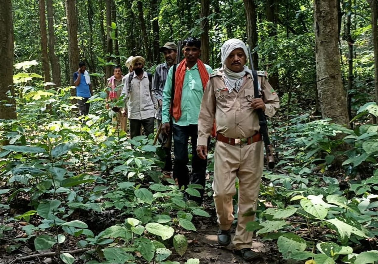 Combing in Forest