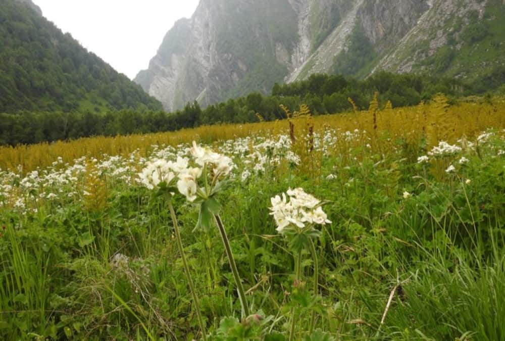 Uttarakhand News: Golden Fern tree Numbers Increasing in Valley Of Flowers