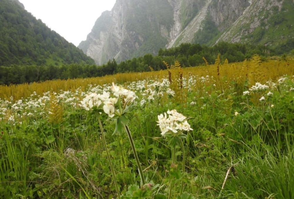 Uttarakhand News: Golden Fern tree Numbers Increasing in Valley Of Flowers
