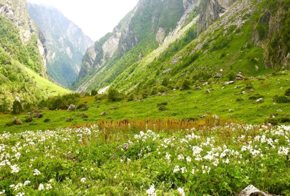 Valley of Flowers will open for tourists from June 1st