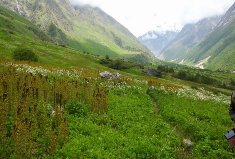Uttarakhand News: Golden Fern tree Numbers Increasing in Valley Of Flowers