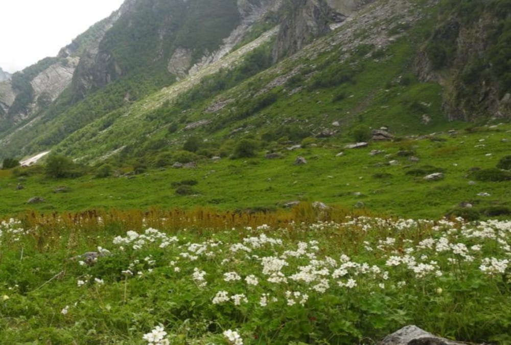 Uttarakhand News: Golden Fern tree Numbers Increasing in Valley Of Flowers