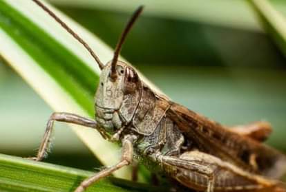 interesting story of china great famine when millions of people were killed due to locusts