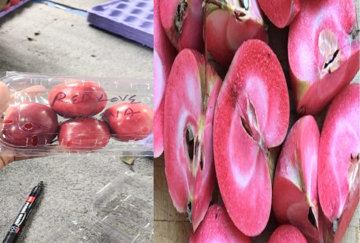 small red love apple of shimla Big jump in the market, sold for Rs 500 a kg