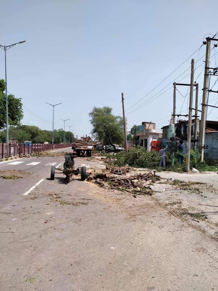 23 green trees were cut on the main road, 372 saplings will be planted by the forest department