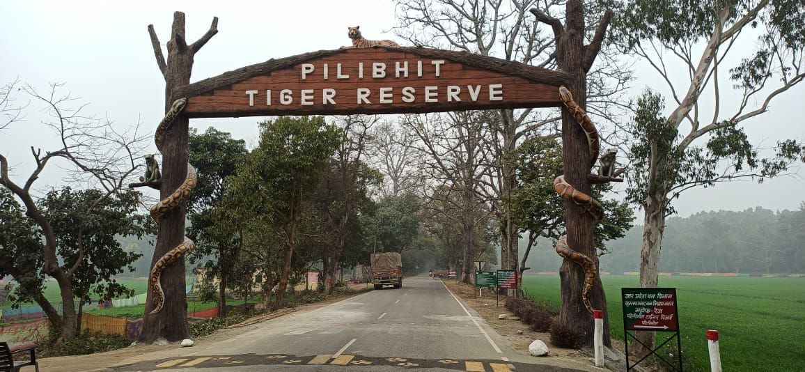 elephant on road