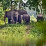 सैटेलाइट फोन से लैस हुआ काजीरंगा पार्क