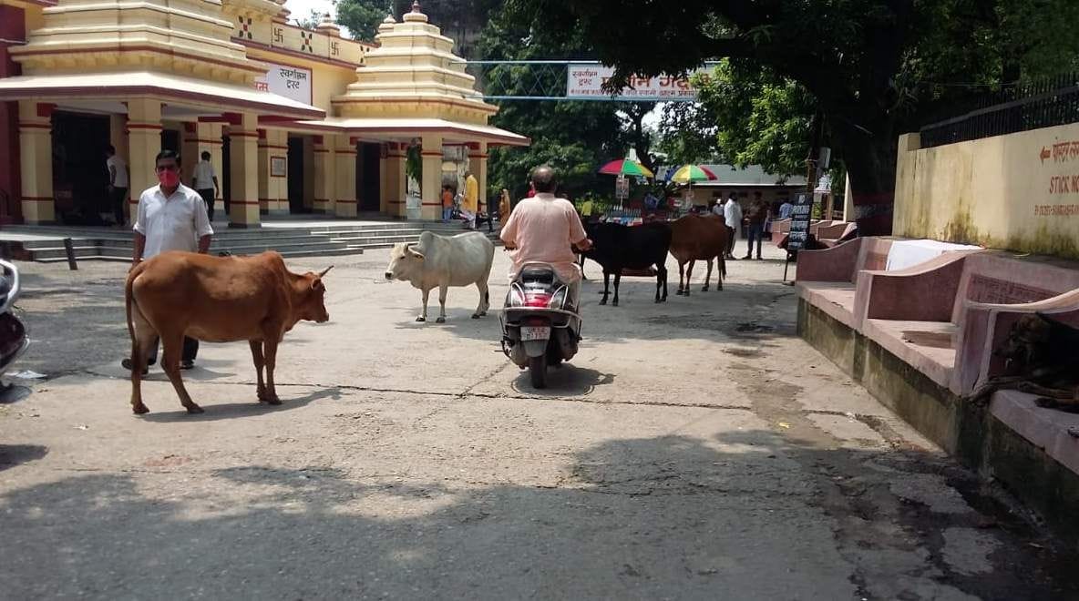 Destitute animals become trouble in the city