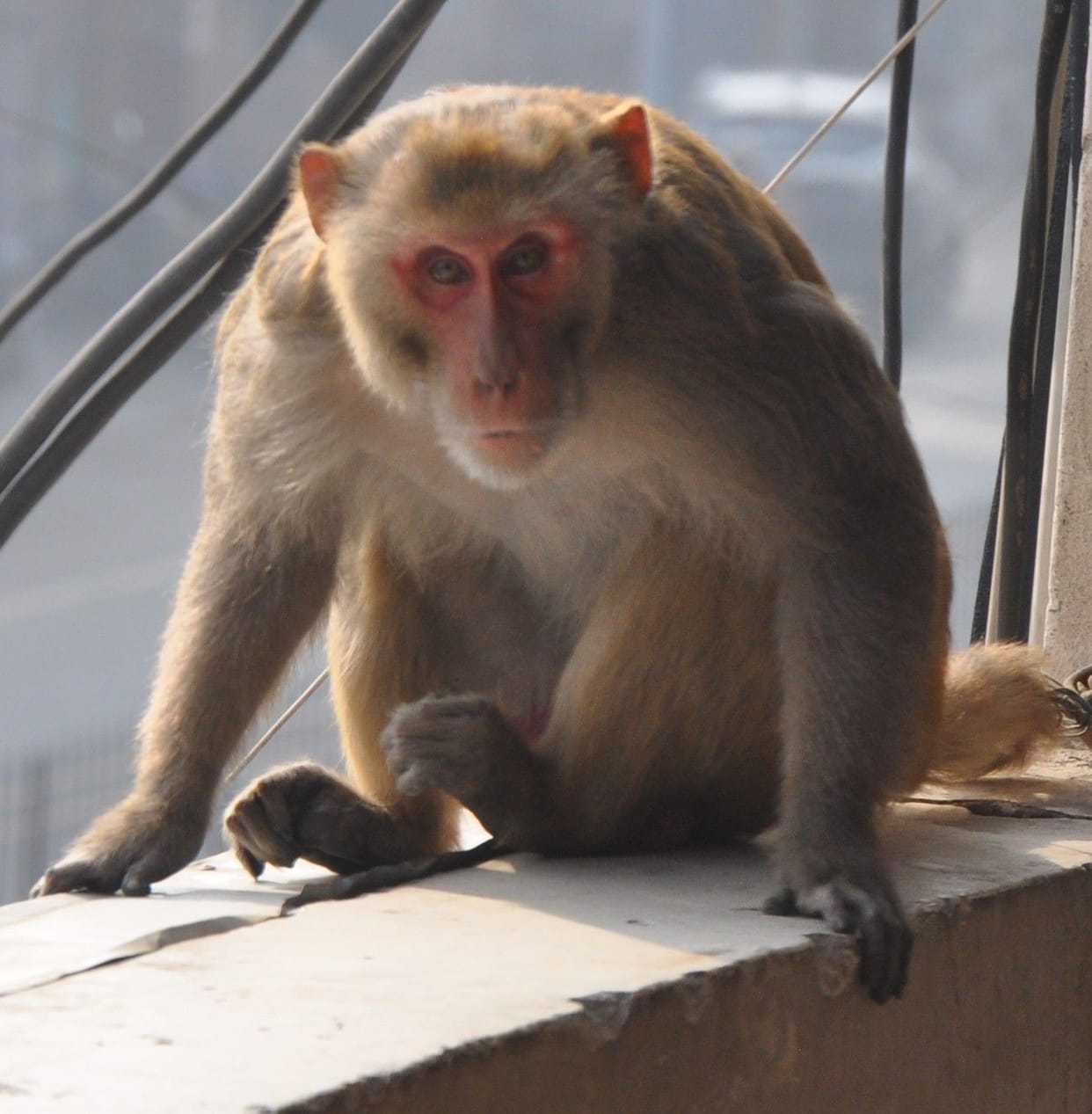 contractor had to catch 2000 monkeyn, but he catch only 700