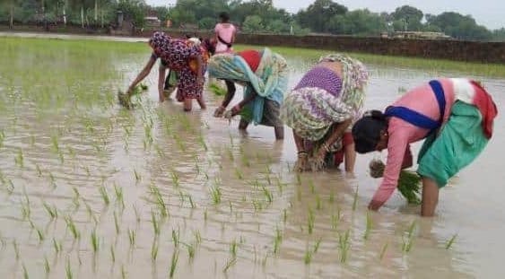 Inflation: The cost of cultivation of paddy increased by 35 to 40 percent