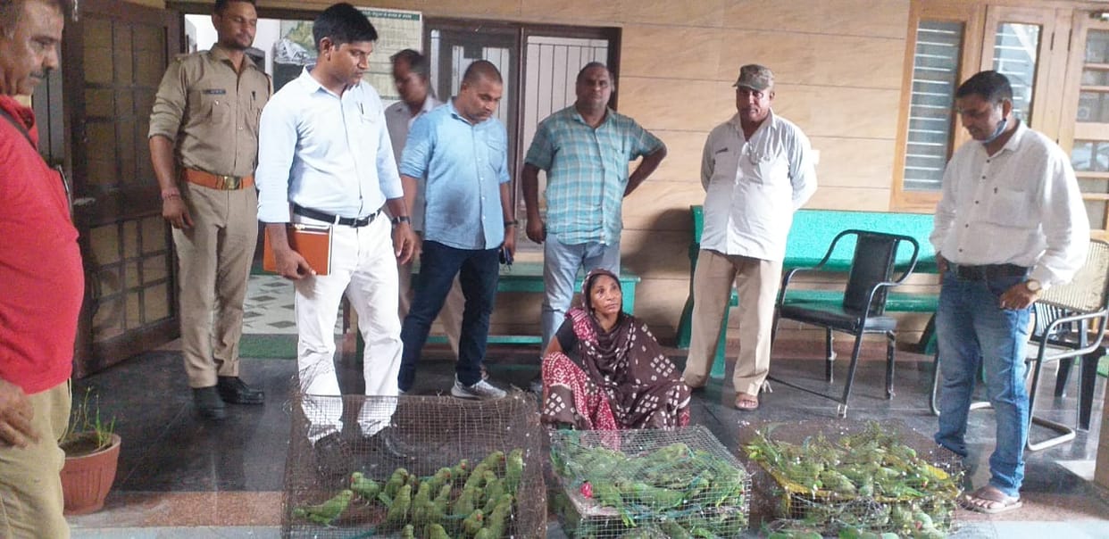 184 parrots recovered from the house were left in the forest