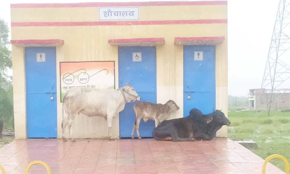 Due to the flood, the problems of cattle farmers increased