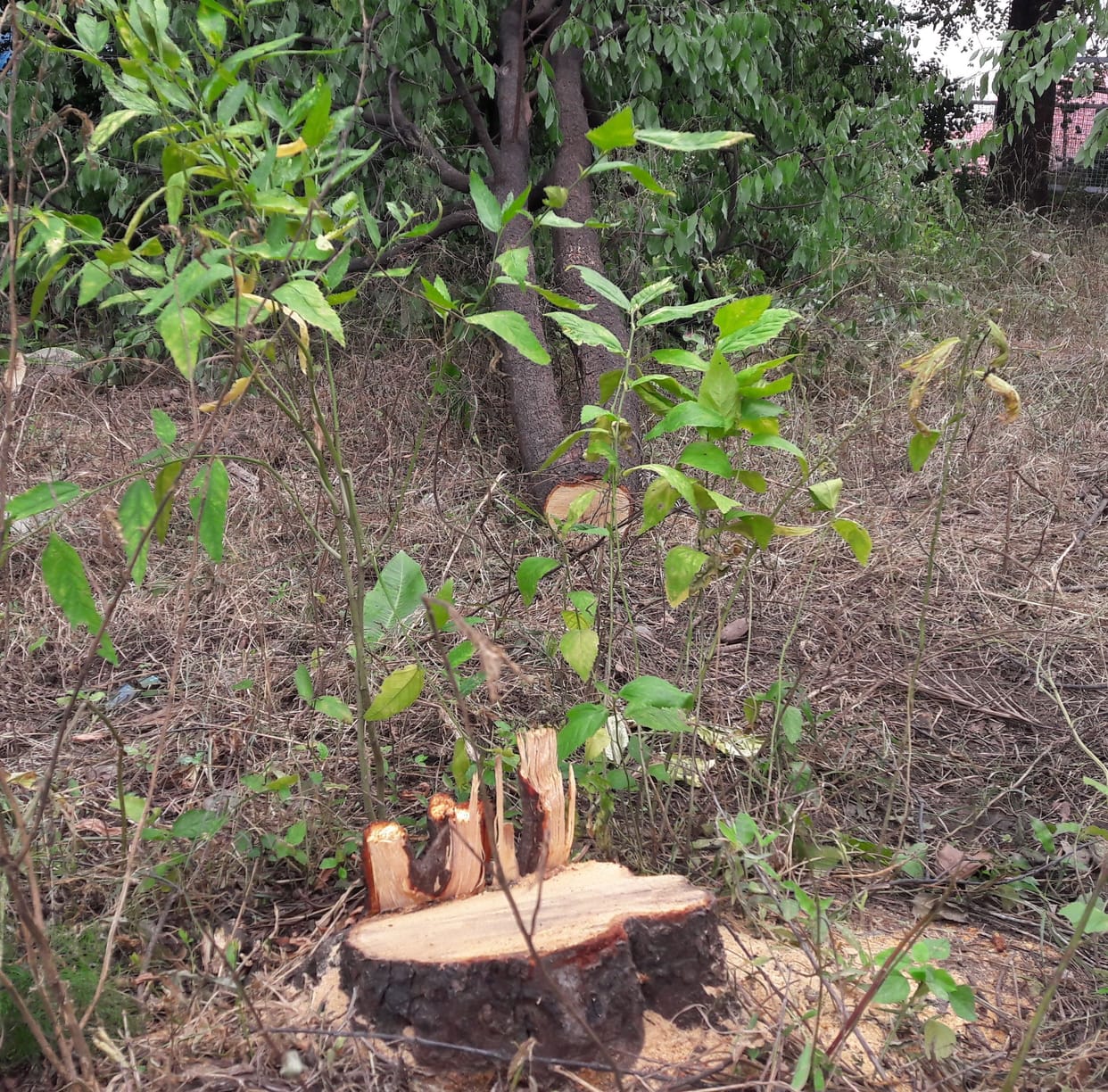 Three sandalwood trees were cut in the premises of the guest house of the Irrigation Department